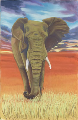elephant